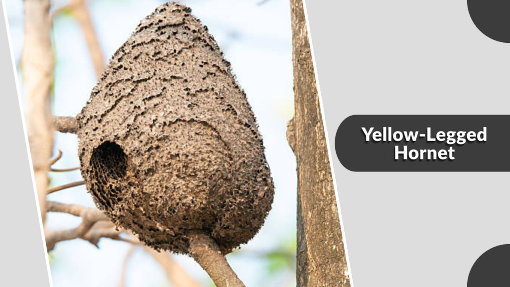 Yellow-Legged Hornet