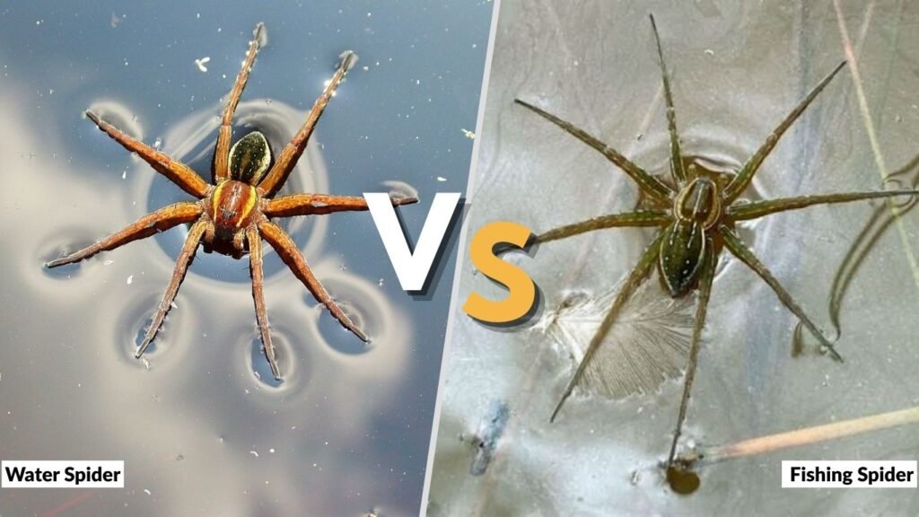 Water Spider vs. Fishing Spider