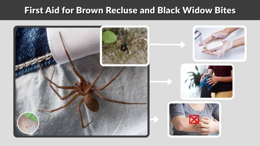 First Aid for Brown Recluse and Black Widow Bites