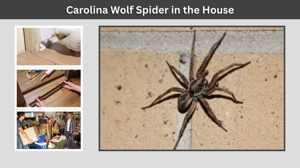 Carolina Wolf Spider in the House