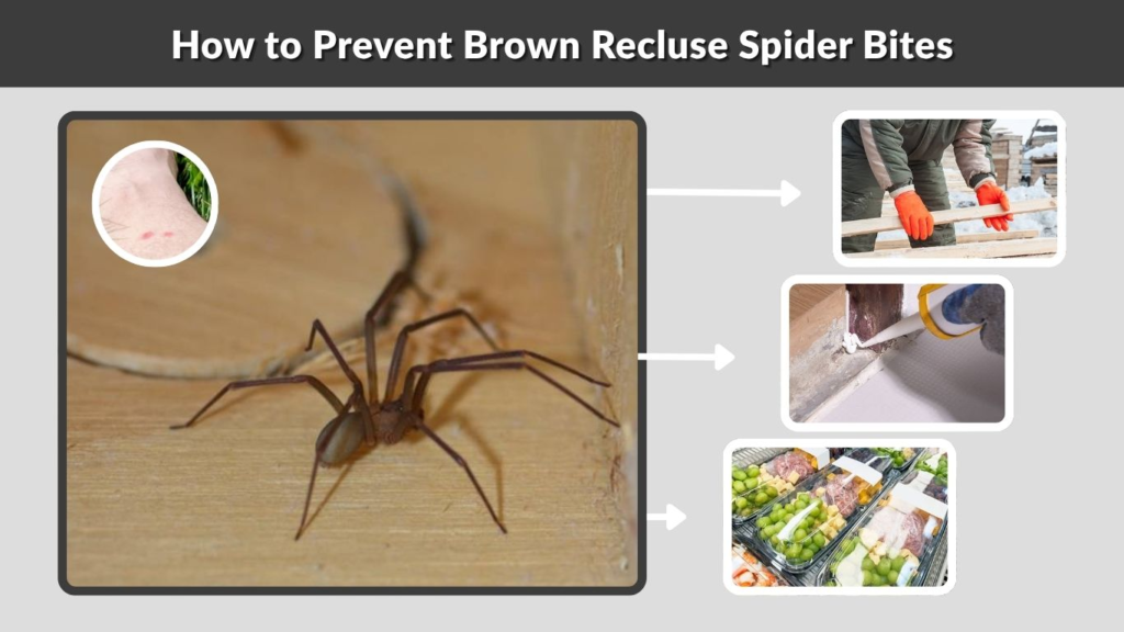 How to Prevent Brown Recluse Spider Bites