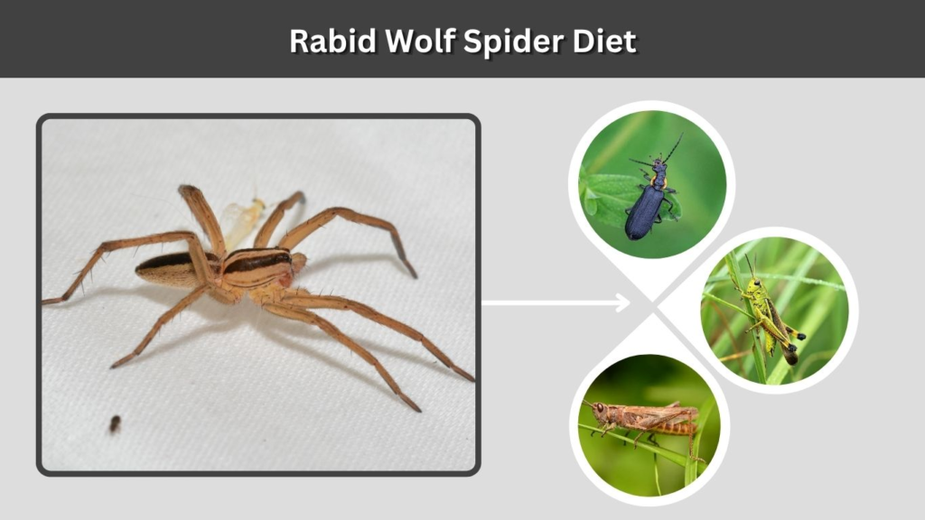 Rabid Wolf Spider Diet