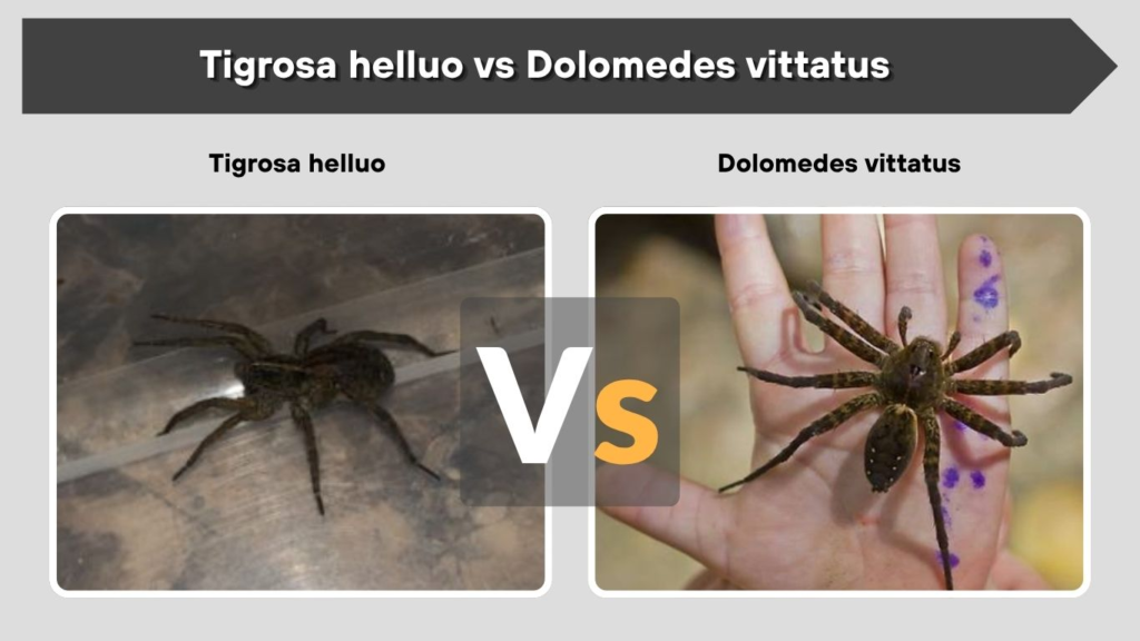 Tigrosa helluo vs Dolomedes vittatus