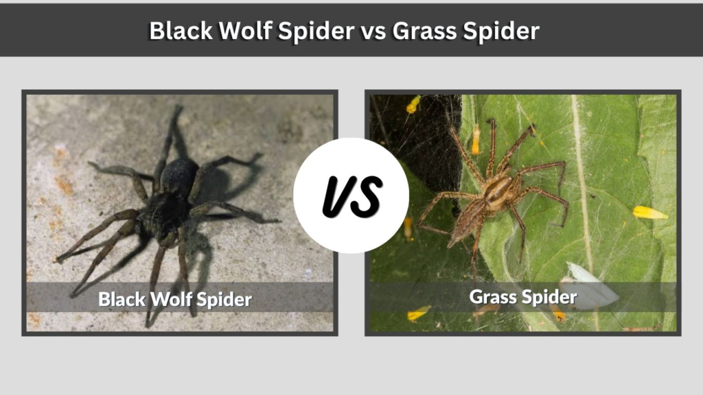 Black Wolf Spider vs Grass Spider
