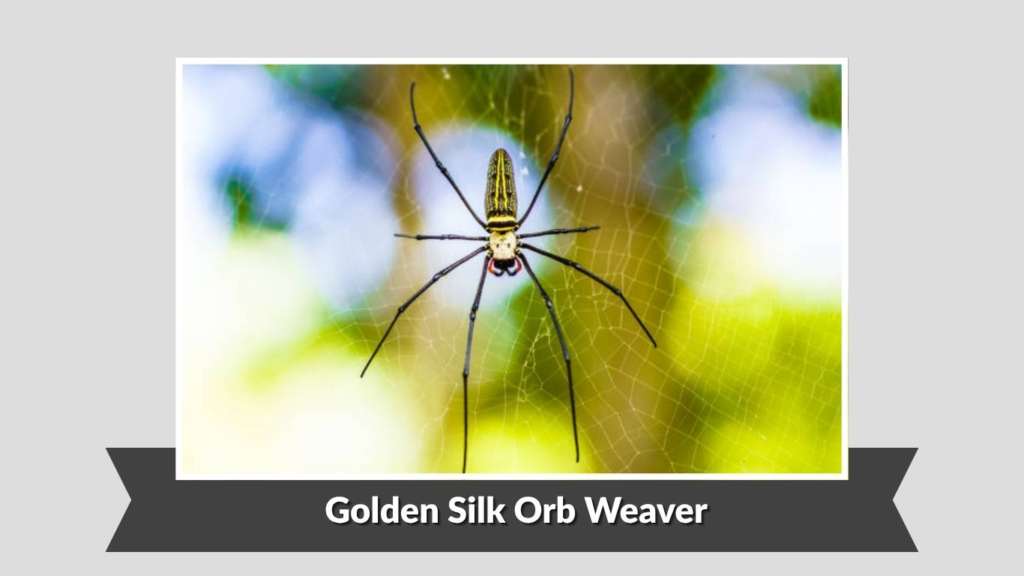 Golden Silk Orb Weaver
