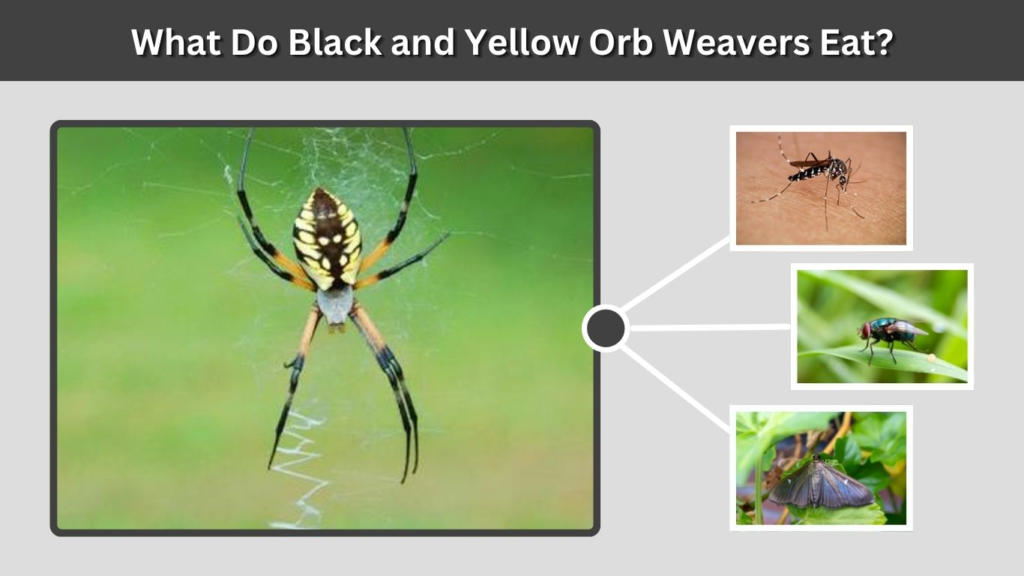 What Do Black and Yellow Orb Weavers Eat?