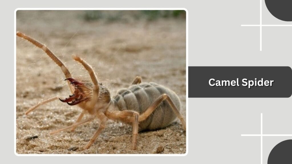Camel Spider