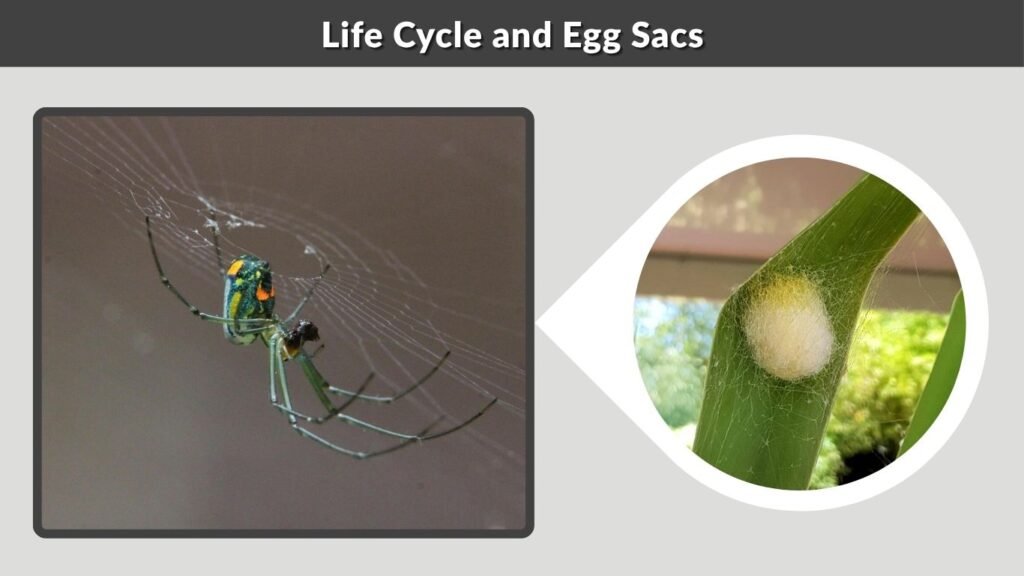 Life Cycle and Egg Sacs