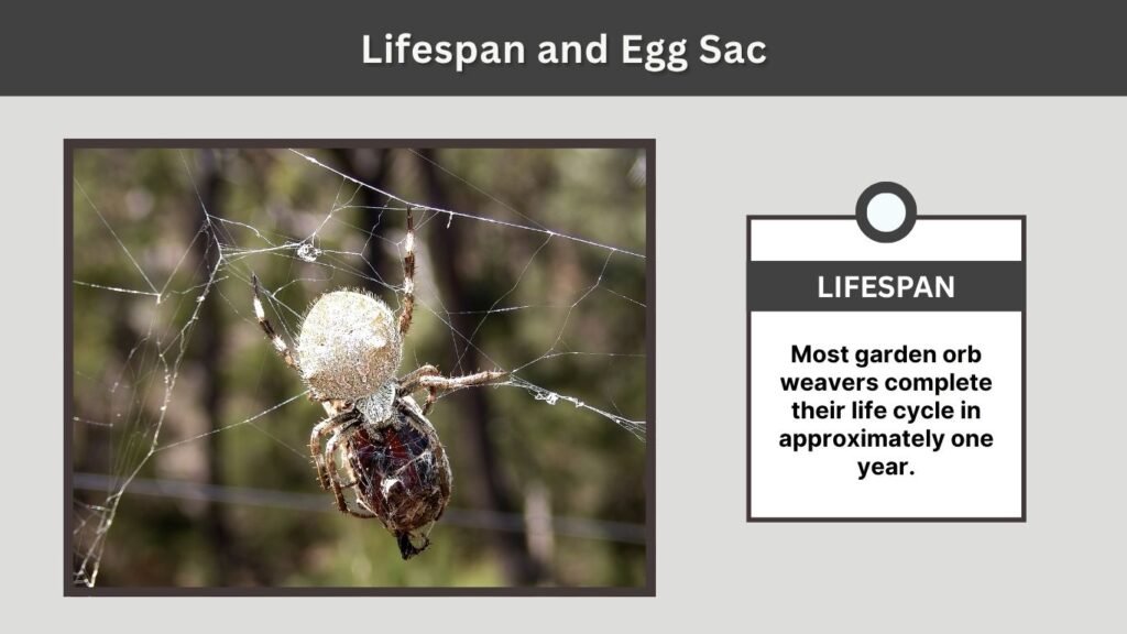Lifespan and Egg Sac