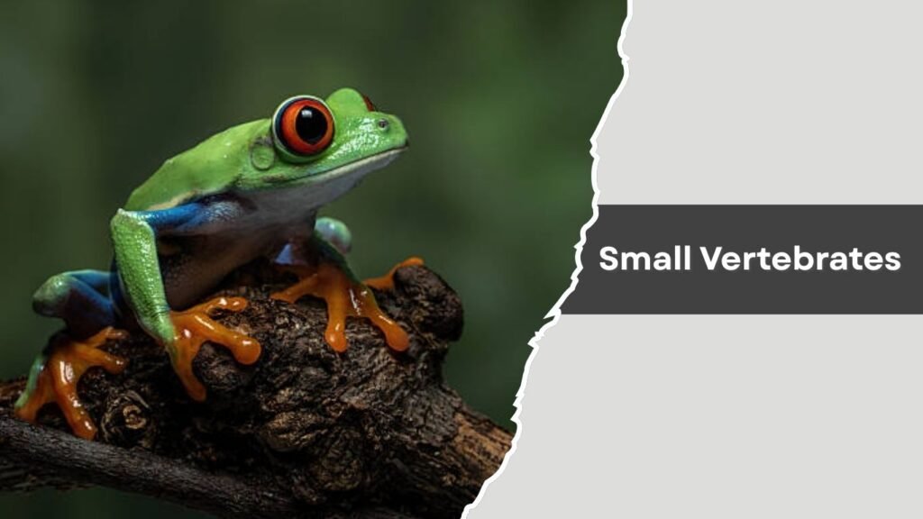 Small Vertebrates