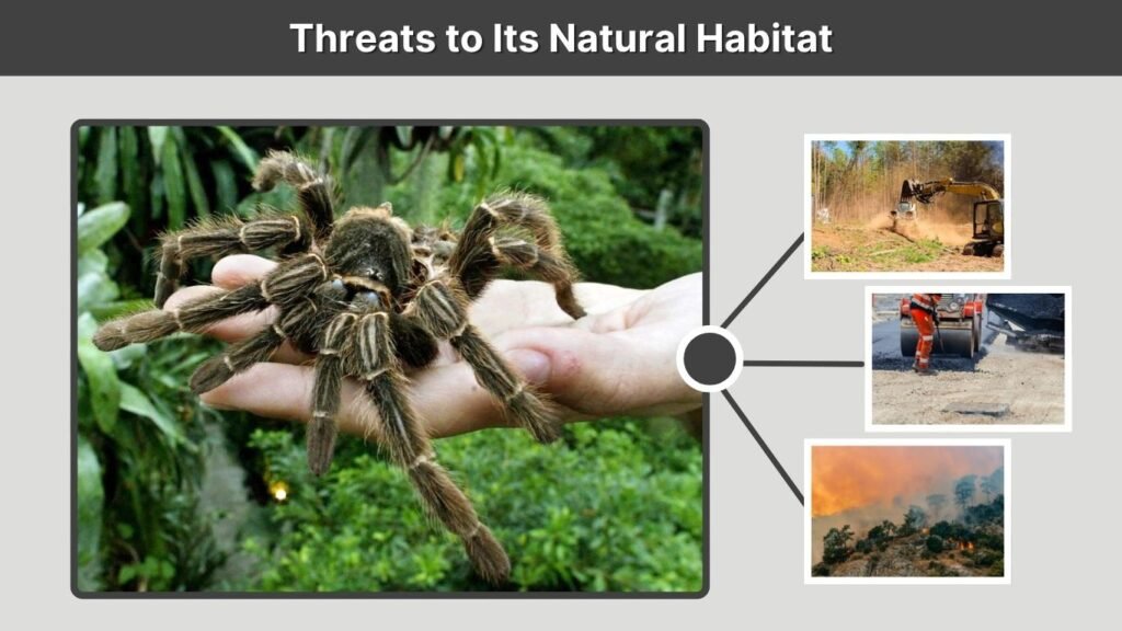 Threats to Its Natural Habitat