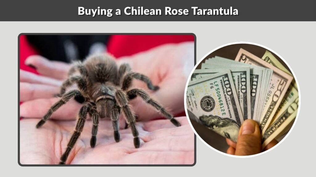 Buying a Chilean Rose Tarantula
