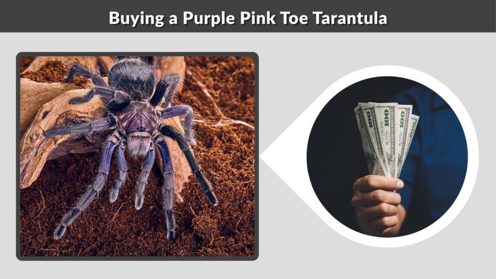 Buying a Purple Pink Toe Tarantula