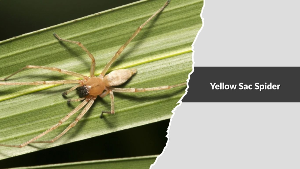 Yellow Sac Spider