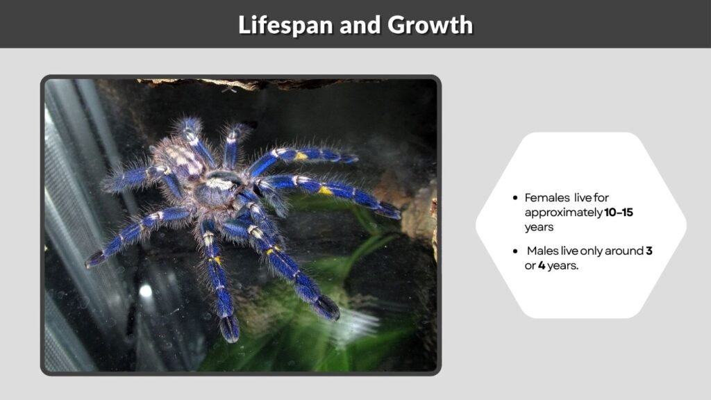 Lifespan and Growth