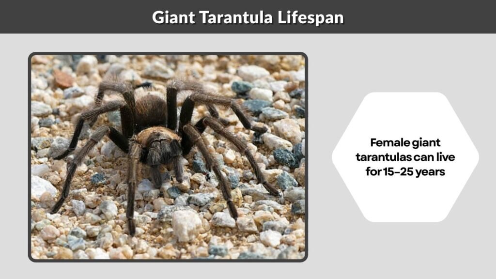 Giant Tarantula Lifespan