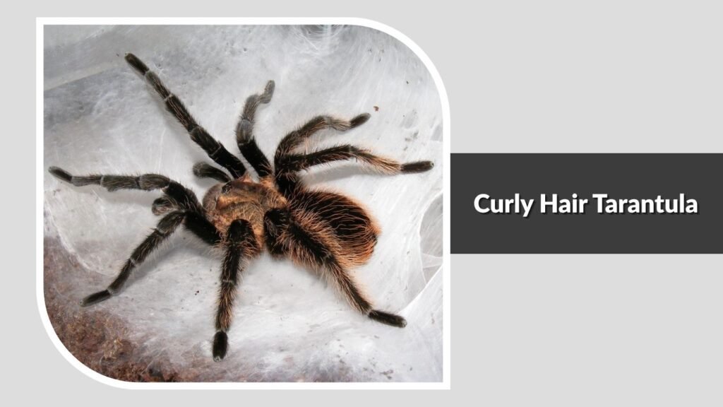 Curly Hair Tarantula