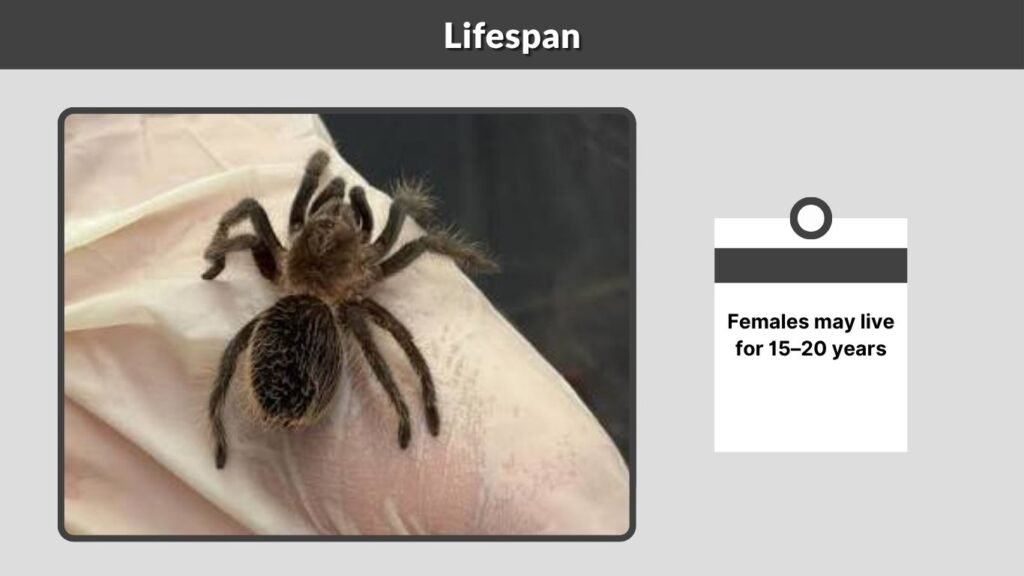 Lifespan