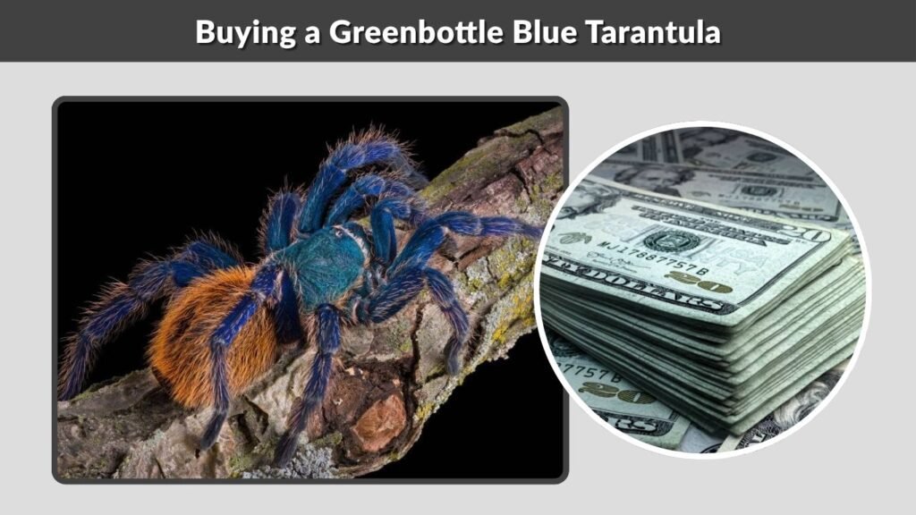 Buying a Greenbottle Blue Tarantula