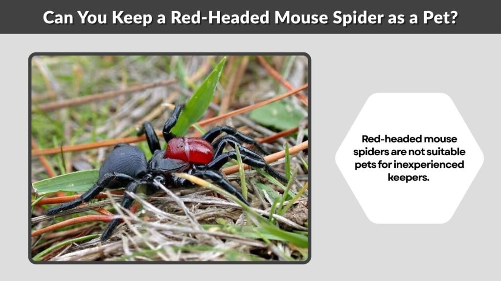 Can You Keep a Red-Headed Mouse Spider as a Pet?