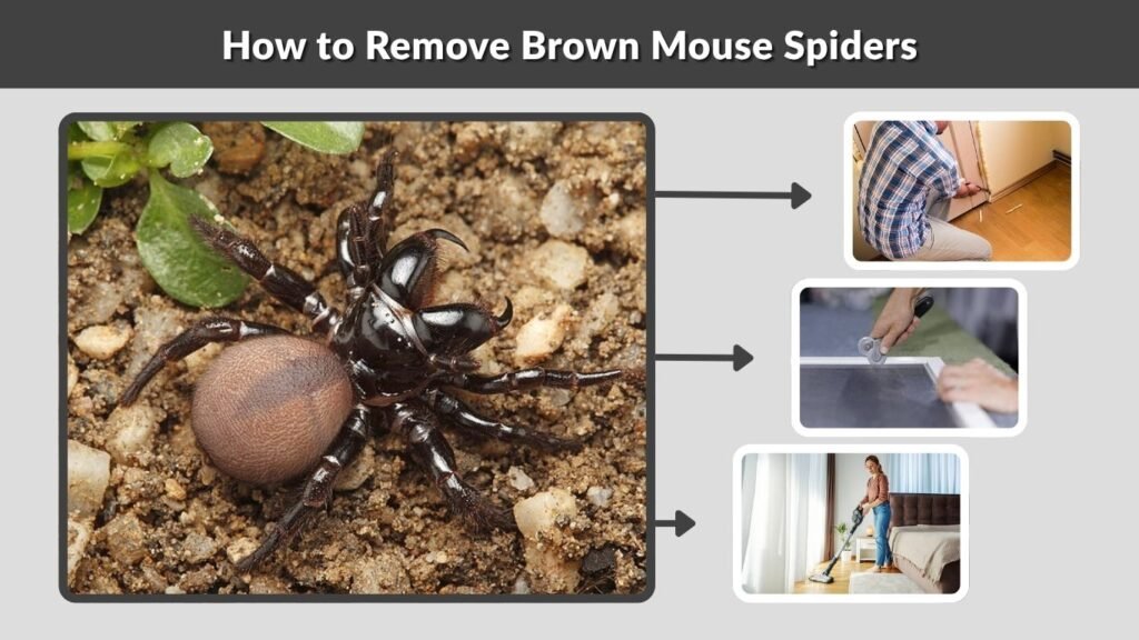 How to Remove Brown Mouse Spiders