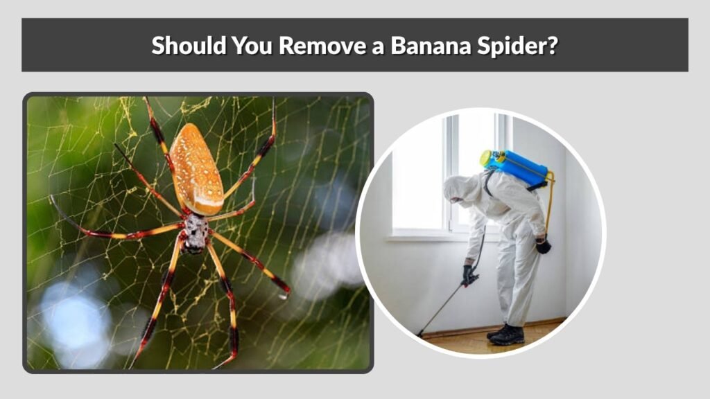 Should You Remove a Banana Spider?