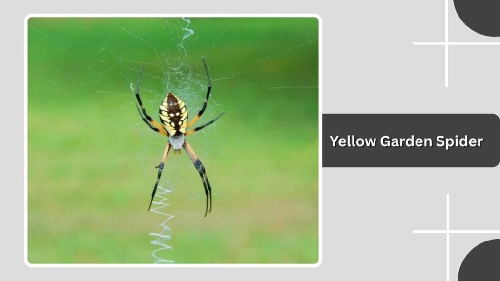 Yellow Garden Spider