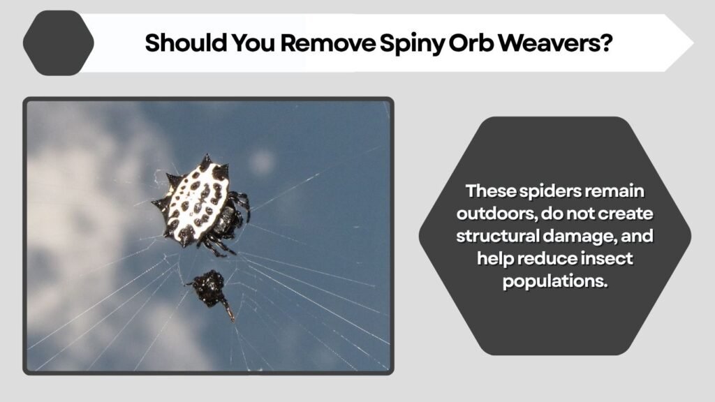 Should You Remove Spiny Orb Weavers?