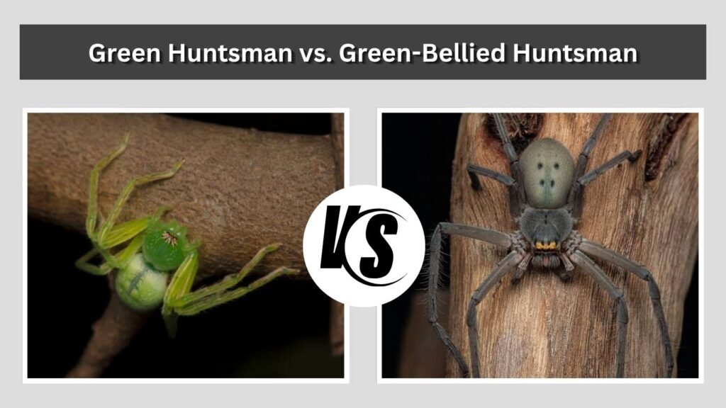 Green Huntsman vs. Green-Bellied Huntsman