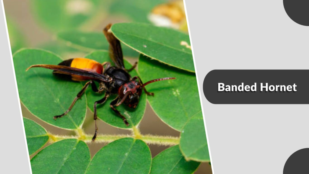 Banded Hornet