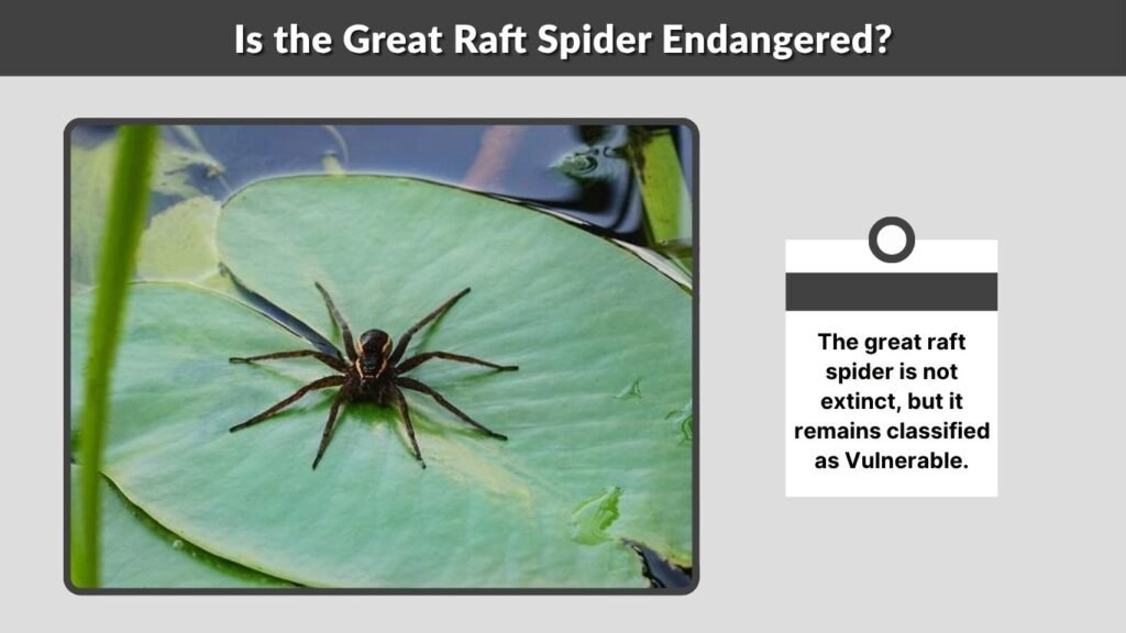 Is the Great Raft Spider Endangered?