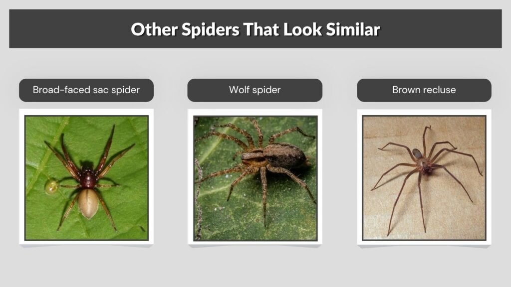 Other Spiders That Look Similar