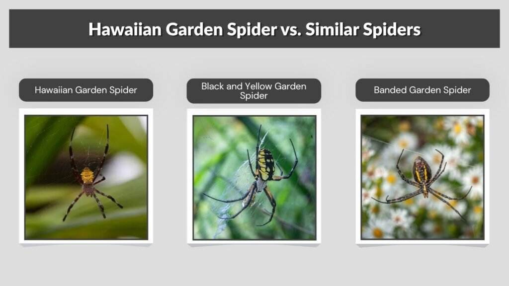 Hawaiian Garden Spider vs. Similar Spiders