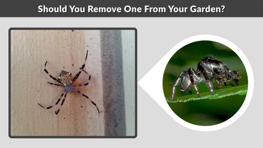 Should You Remove One From Your Garden?