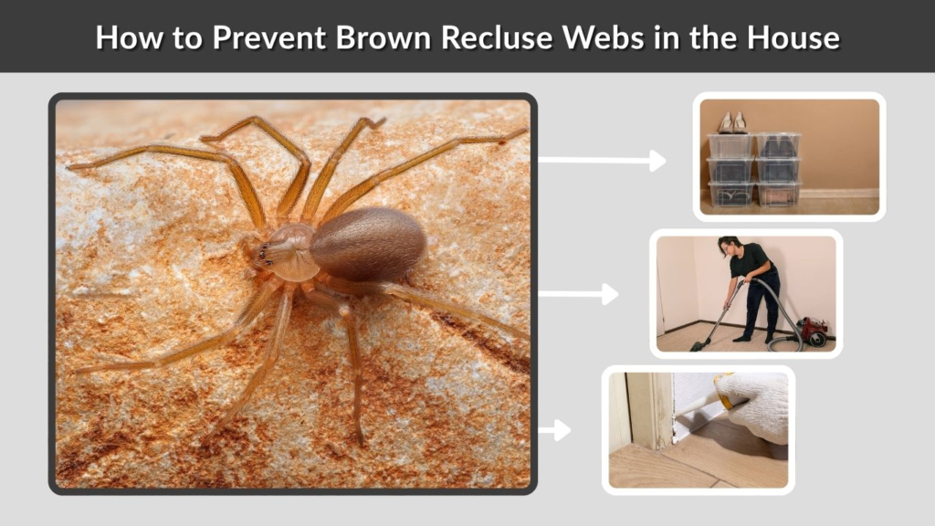 How to Prevent Brown Recluse Webs in the House