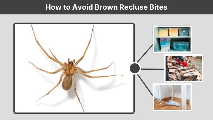 How to Avoid Brown Recluse Bites