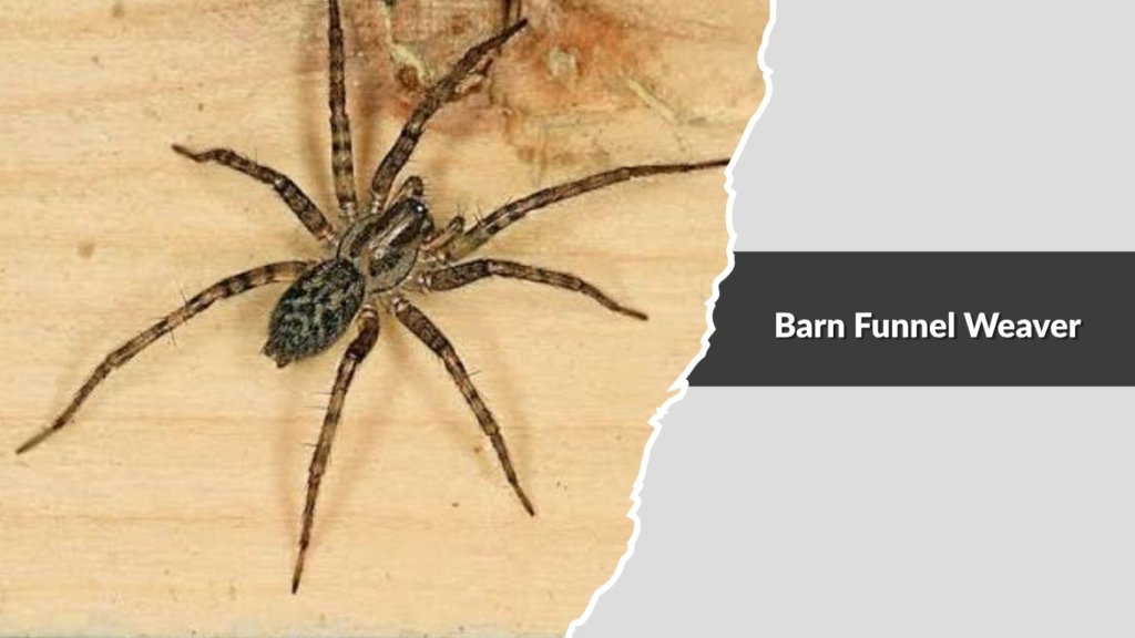 Barn Funnel Weaver