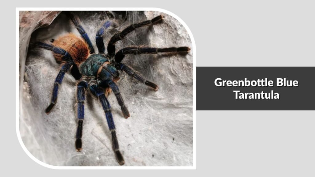 Greenbottle Blue Tarantula