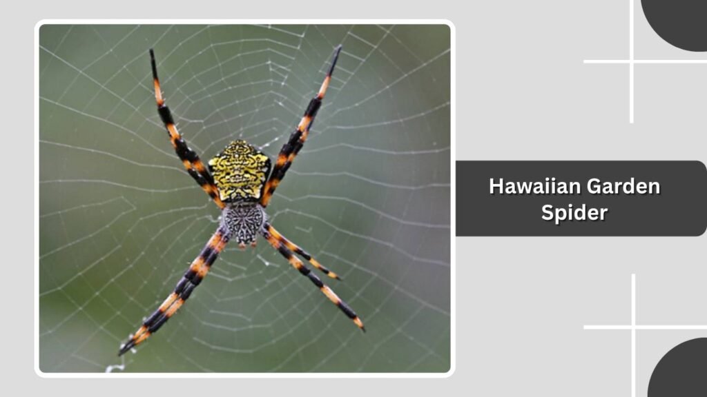 Hawaiian Garden Spider