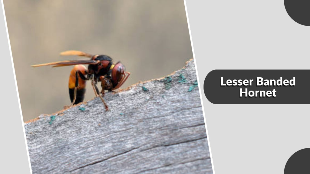 Lesser Banded Hornet