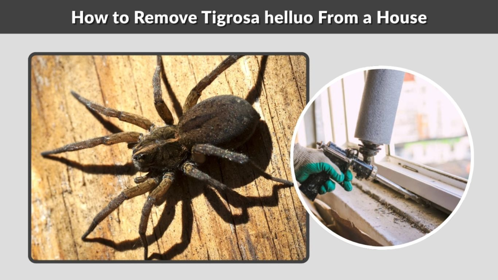 How to Remove Tigrosa helluo From a House