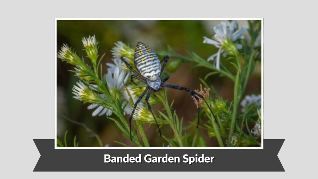 Banded Garden Spider
