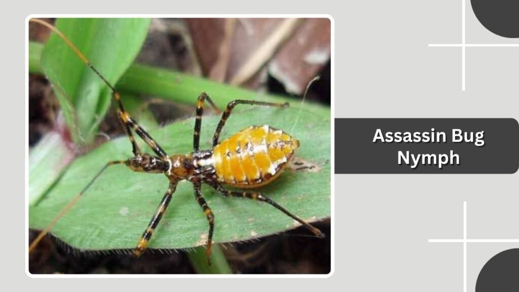 Assassin Bug Nymph