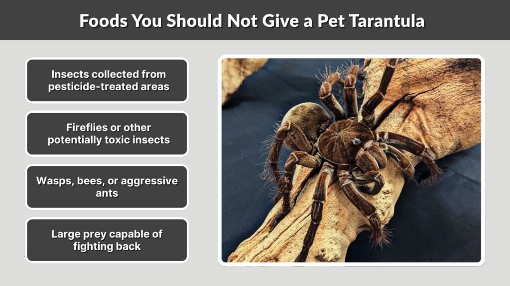 Foods You Should Not Give a Pet Tarantula