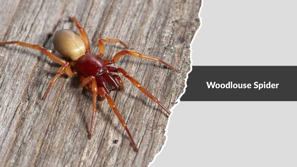 Woodlouse Spider
