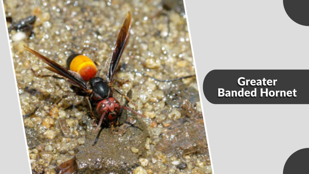 Greater Banded Hornet