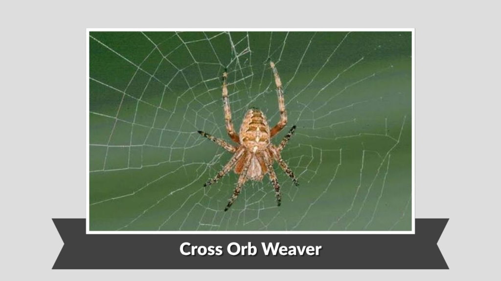 Cross Orb Weaver