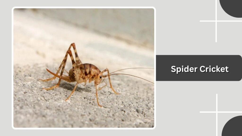 Spider Cricket