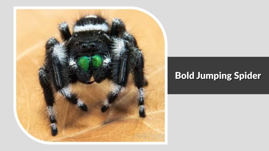 Bold Jumping Spider