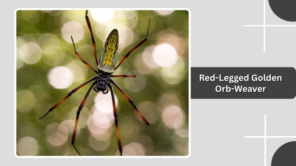 Red-Legged Golden Orb-Weaver